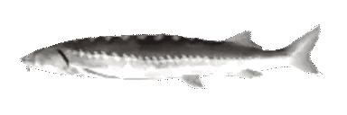 Site hosted by Neocities